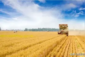 盘点亩产800公斤以上的小麦品种，今年你种了吗？图片