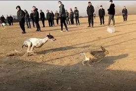 暗访河间“狗撵兔”赌局：每场下注上万元，庄家抽成20%，警方曾两赴赌狗现场，但赌场设施未被拆除图片