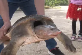 江苏渔民捕到巨型珍珠鳖，当地人称很罕见，为啥不一定是好事？图片