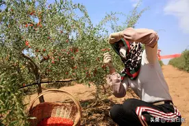 宁夏头茬枸杞：才下枝头，甜上“心头”图片
