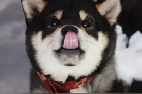 狗狗身体不适的6个信号，赶快检查一下自家狗子吧图片