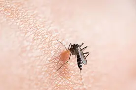 立夏后蚊子多“不要慌”，土方法分享给你，来一只灭一只，真好用图片