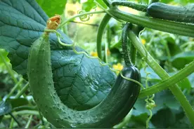 种黄瓜“弯瓜”太多怎么办？老农技专家：牙签一划，两天就能长直图片