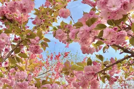 春游石家庄｜官宣！2023可以进河北科技大学看樱花啦！图片