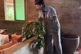 港星曹荣回湖南老家！抓2把番薯叶喂猪接地气，数头肥猪满地跑图片