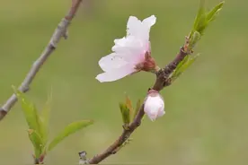 郑州花语播报④|梨花、桃花......郑州上新“花”样图片