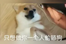 全国统一舔狗语录图片