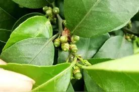 赤霉素、芸苔素、细胞分裂素等，柑橘保果如何选择调节剂？图片