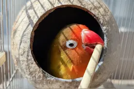 养了这种鹦鹉，真的会被判刑吗？图片