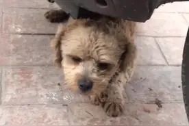 四川：多人喂过的流浪狗，遭遇车祸被外卖小哥抱到路边后终被救助图片