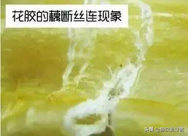 假鱼胶浸泡后的图片 2026年假鱼胶浸泡后会烂掉吗