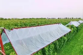 农村大哥5亩果园搭自动伸缩避雨棚，1根绳子1个人自由收放，啥样图片