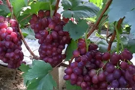 种啥葡萄，才能挣钱？适合南方种植的3大优质早熟品种推荐图片