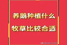 鹅喜欢吃什么草？养鹅种植什么牧草比较好？本文全说清图片