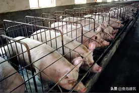很多人都说电工很辛苦，但是你知道养猪场电工的待遇怎么样？图片