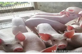 降低养猪饲科成本30一40%的秘诀，养殖业养殖人必看图片