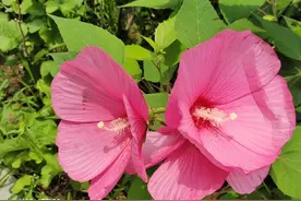 你会送花吗，知道花的含义吗？来跟我一起学习一下图片