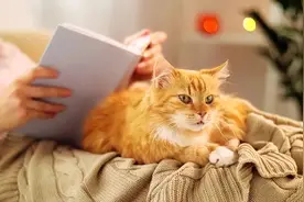 养猫到底有什么好？7大好处，让你着迷图片