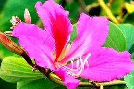 多年不来往的姑姑，突然让去参加她女儿的婚礼，爸妈想法不一样了图片