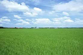 河南日报发视频称“麦田治愈”遭群骂，反映的是网友病态价值观！图片