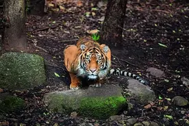 老虎能否单挑成年犀牛？为什么？图片