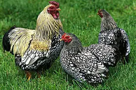 专治（腺肌胃炎）中草药秘方，单品月销116W，治愈率93%图片