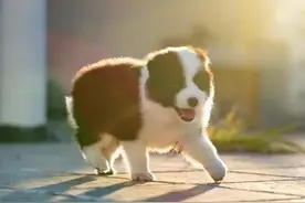 关于边牧急性肠胃炎，急救指南！！图片