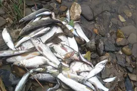 农村小河里有一种鱼叫“小花鱼”，为什么现在变得名贵起来？图片