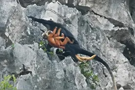 广西悬崖上生活着神秘猴子，全球仅有1400只，曾被当地人剥皮泡酒图片