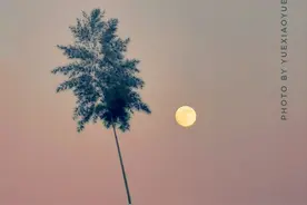 手机这么“拍月亮”｜清晰，特别，意境满满图片