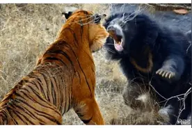 一个林业工人的亲眼目睹：老虎大战棕熊，老虎重伤而棕熊断喉图片