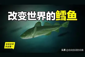 为什么买到的鳕鱼都是假的？这背后，原来是它曾经改变世界的故事图片