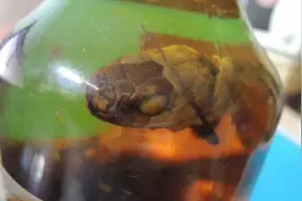 泡酒里一年的毒蛇咬死人，蛇酒到底多危险？内行人解读建议收藏图片