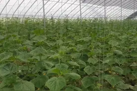 黄瓜徒长严重难结瓜，使用控旺剂效果好，药剂用量要注意图片