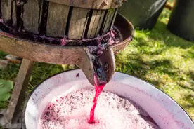 怎样鉴别自制葡萄酒有毒 自酿葡萄酒的保质期一般是多长图片