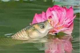 四大家鱼是怎么来的？鲢、鳙、青、草名称是个啥含义？图片