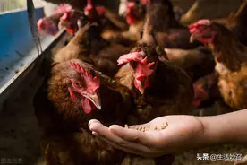 这10种食物不要给鸡喂食图片
