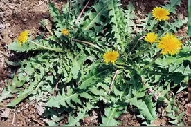 120种草本植物快速识别图片