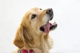 狗狗最怕的几种味道是？不要不在意，可能会导致它的嗅觉失灵图片