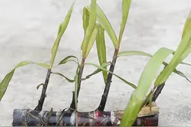 又到了甘蔗的最佳种植时间，却不会种？这里有教程，一看就会了图片