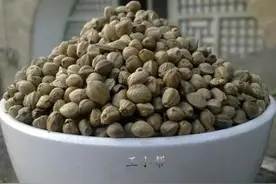 麻子，也是五谷之首图片