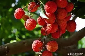 古代没有飞机高铁，杨贵妃想吃一口广东荔枝，到底有多难？图片