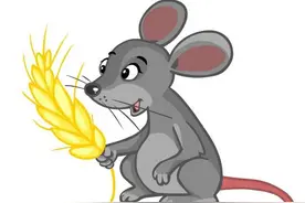 十二生肖中，老鼠为啥排序第一？七个有趣传说告诉你？图片