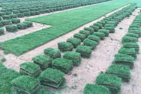 草坪的正确种植养护技术和方法图片