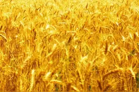 藏头七绝10首•金榜题名图片