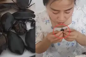 一虫难求！广东水蟑螂400一斤，外地人看反胃，为何广东人爱吃？图片