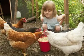 咋区分，鸡呼吸道病（小技巧都在这）短小精悍图片