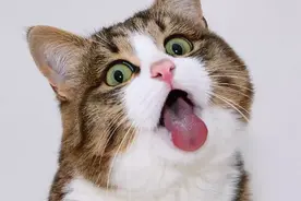 搞笑的朋友圈文案图片