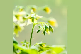 西红柿“花抱头”是什么原因造成的？有哪些缓解和补救措施？图片