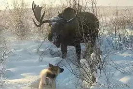 东北小兴安岭伊春鸟兽图鉴（兽类）图片